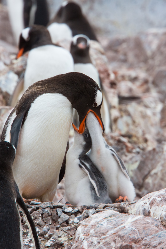 Gentoo Penguin Feeding Chicks